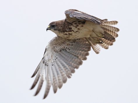 Hawaiian Hawk - eBird Dense Forest, Forest Canopy, Hawaii Island, All Birds, Kites, Birds Of Prey, Rodents, Bird Species, Top Photo