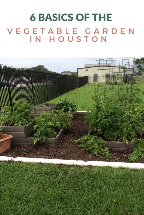 Vegetable gardening in Houston Gardening In Houston Texas, Texas Gardening Vegetables, Houston Gardening, Yard Renovation, Start A Vegetable Garden, Spring Vegetable Garden, Houston Garden, Yard Oasis, Chilean Food