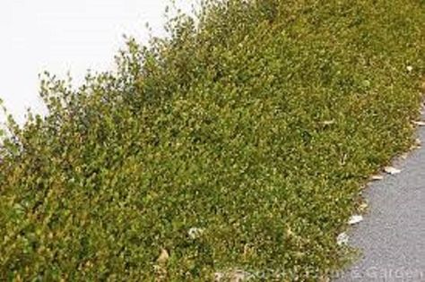 Muehlenbeckia Axillaris | Trade Me Marketplace Muehlenbeckia Axillaris, Subtropical Garden, River Edge, Small White Flowers, In Summer, White Flowers, Flowers, White