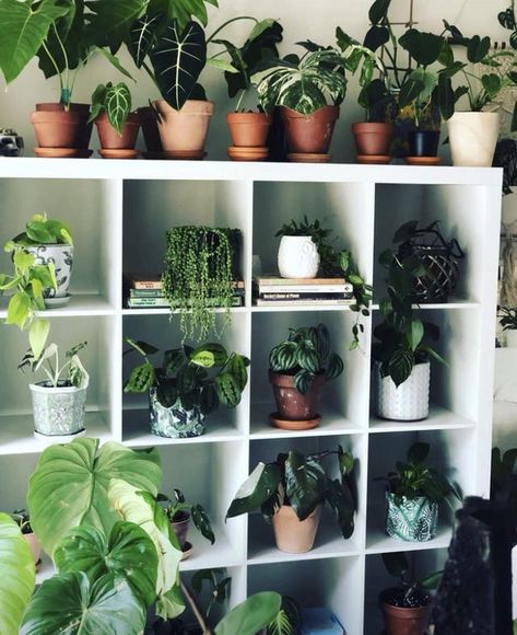 Plant Goals, Plant Party, نباتات منزلية, Cube Shelves, Indoor Gardens, Plant Decor Indoor, Plant Aesthetic, House Plants Decor, Room With Plants