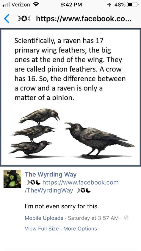 ✥❣✥ DIFFERENCE BETWEEN CROWS AND RAVENS IS A MATTER OF OPINION!! LOL!!..✥❣✥ 💙💙❧ Crow Cursed Image, Difference Between Raven And Crow, Facts About Crows, Raven Crow Difference, Collateral Beauty, Crow Bird Memes, Puns Jokes, Bad Jokes, Animal Facts