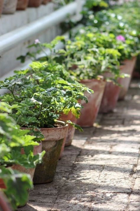 Kitchen Herb Garden Outdoor, Rosemary Planter Ideas, Cute Herb Garden, Rosemary In A Pot, Patio Herb Garden Ideas, Herb Planter Ideas, Spanish Garden Ideas, Retail Ideas, Spanish Garden