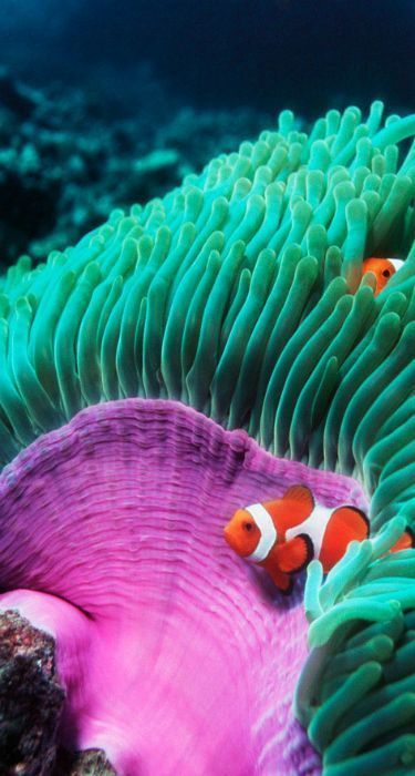 Creature Marine, Fauna Marina, Water Creatures, Life Under The Sea, Sea Anemone, Beautiful Sea Creatures, Marine Fish, Underwater Creatures, Underwater Life