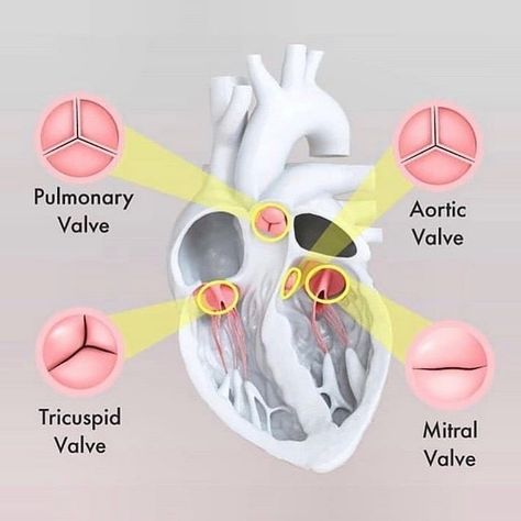 Medical Doctors Worldwide on Instagram: “The four valves in the heart are:  The two atrioventricular (AV) valves, the mitral valve (bicuspid valve) and the tricuspid valve, which…” Tricuspid Valve, Diagnostic Medical Sonography, Mitral Valve, Heart Valves, Nursing School Motivation, Basic Anatomy And Physiology, Cardiac Nursing, Medical Student Study, Nursing School Survival