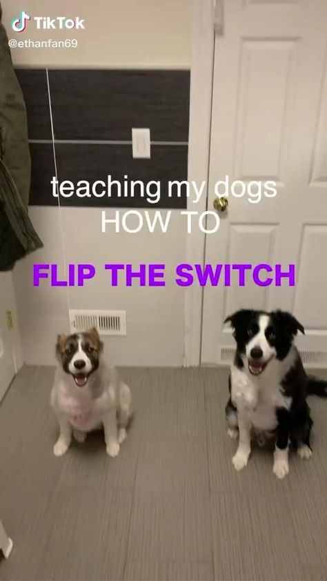 Cute Dog Tricks, Cool Dog Tricks, Teach Dog Tricks, Dog Tricks, Dog Hacks, Baby Animals Funny, The Switch, Dog Training Obedience, Cute Dogs And Puppies