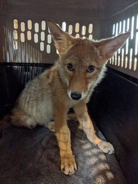 Baby coyote recovering at a sanctuary ❤️ Baby Coyote, Coyote Therian, Coyote Art, Micah Bell, Coyote Pup, Maned Wolf, Awesome Possum, Different Dogs, Pretty Animals