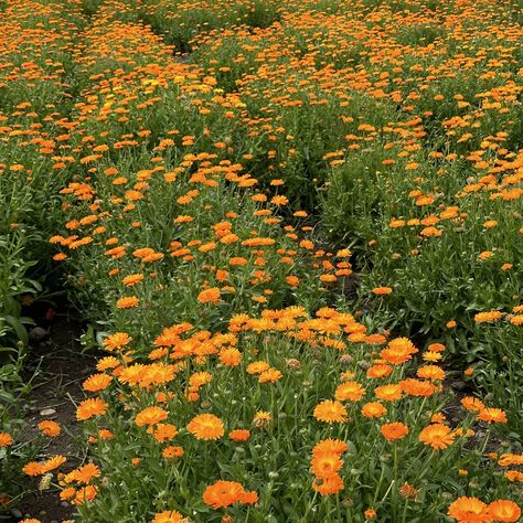 Calendula 🧡 Did you know you can harvest multiple times? You can harvest calendula flowers multiple times during a season. Calendula plants will rebloom in about two weeks after being harvested. Calendula Flower Aesthetic, Calendula Properties, Calendula Skincare, Calendula Lotion, Calendula Flowers, Calendula Officinalis, Edible Flowers, Did You Know, Canning