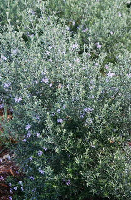 Karen Johnson, Landscaping Backyard, Hedging Plants, Japanese Maples, Australian Garden, Australian Native Plants, Plant Projects, Coastal Gardens, Native Garden