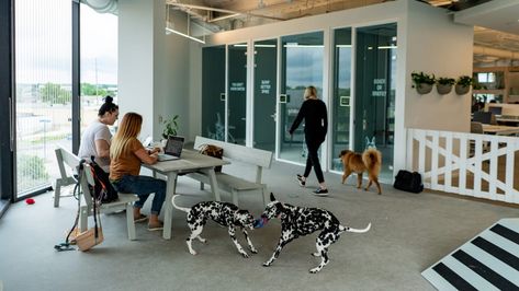 This is the most dog-friendly office ever | Netfloor USA Dog Friendly Office, Outdoor Dog Runs, Dog Play Area, Built In Couch, Office Dog, Pet Area, Architecture Design Sketch, Pet Friendly Hotels, Indoor Dog