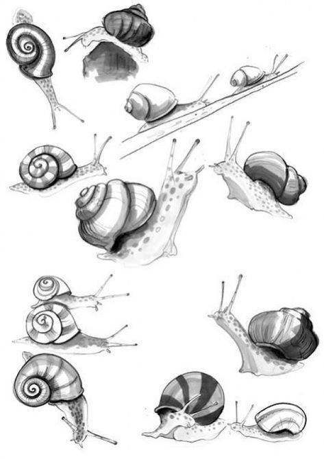 SLUGS AND SNAILS! SLUGS AND SNAILS!!!!!!!! #molluscs #molluscs Snail Drawing, Snail Trail, Animal Mandala, Tattoo Animal, Snail Art, White Drawing, Desenho Tattoo, Insect Art, Black And White Drawing