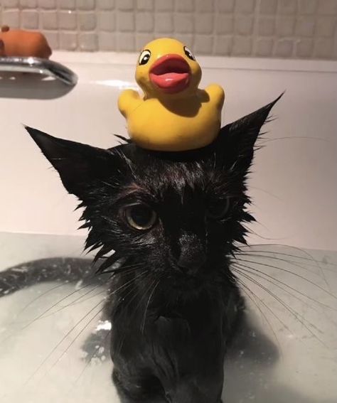 Wet Cat, Silly Cats Pictures, Cute Cats Photos, A Black Cat, Cat Icon, Silly Animals, Cat Aesthetic, Funny Cute Cats, Silly Cats