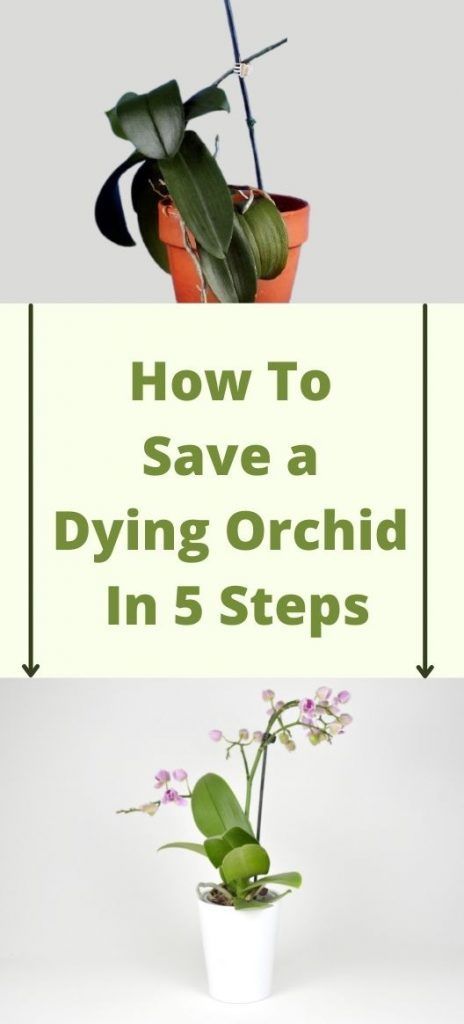 Orchid Care Repotting, Care Of Orchids How To Take, Repotting An Orchid, How To Save Orchid Plant, How To Care For An Orchid House Plants, Ideas For Steps In House, Orchid Care In Water, How To Care For House Plants, Revive Orchid Plant