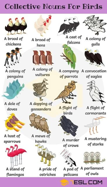 English Is Fun, Animals Name In English, Collective Nouns, Kids English, English Vocab, Learn English Grammar, Animal Groups, English For Kids, English Language Teaching