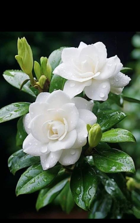 Arabian Jasmine Flower, White Jasmine Flower, Orchids White, Wedding Theme Inspiration, Jasmine Flower, Beautiful Flowers Garden, Beautiful Rose Flowers, Beautiful Flowers Pictures, Flowering Trees