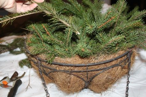 How To Turn Summer Hanging Baskets Into Great Christmas Decorations! Evergreen Hanging Basket, Winter Hanging Baskets, Hanging Baskets Diy, Christmas Hanging Baskets, Winter Containers, Christmas Window Boxes, Artificial Hanging Baskets, Outdoor Christmas Planters, Plant Containers