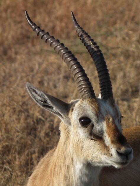 Thomson's Gazelle Thomson's Gazelle, Thomson Gazelle, Tropical Animals, Arusha, Friend Anime, Cheetahs, Animal Facts, African Wildlife, Wild Dogs