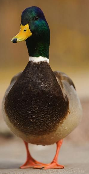 Male Duck, Whitetail Deer Pictures, Canadian Animals, Aquatic Birds, Duck Pictures, Canary Birds, Duck Photo, Deer Pictures, Duck Decoys