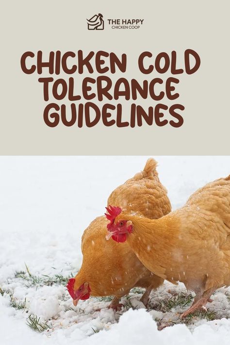 Two chickens pecking at the ground with a light covering of snow, illustrating an article on chicken cold tolerance guidelines. Winter Shelter For Chickens, Chickens In Winter Cold Weather, Chicken Treats For Winter, Winterized Chicken Coop, How To Keep Chickens Warm In Winter, Keeping Chickens Warm In Winter, Chicken Coop Insulation Ideas, Winter Chicken Coop Ideas, Winterizing Chicken Coop