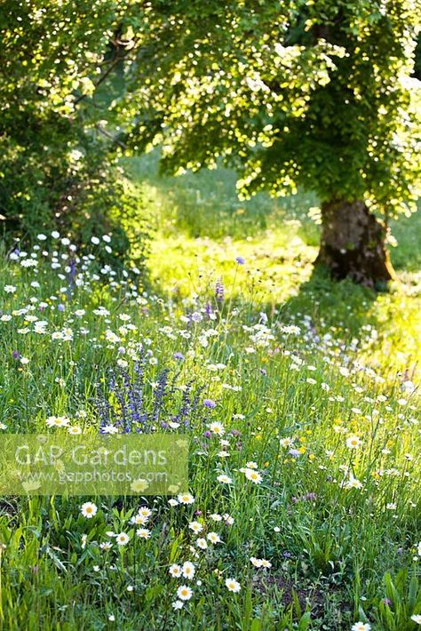 Wildflower meadow in May: Knautia arvensis - Field Scabious, Salvia pratensis - Meadow Clary, Leucanthemum vulgare. Wildflower Meadow Garden, Aesthetic Meadow, Field Scabious, Salvia Pratensis, Prairie Meadow, Meadow Photography, Field Of Wildflowers, Natural Swimming Ponds, Wild Meadow