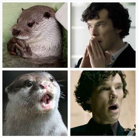 Why? Well for years there have been images circulating the internet noting how similar Benedict and otters look if you put them side by side. Sherlock Otter, Two Places At Once, Spot The Difference Games, Sherlock Cumberbatch, Sherlock Cast, Midsomer Murders, Giant Teddy Bear, Miss Fisher, Mrs Hudson