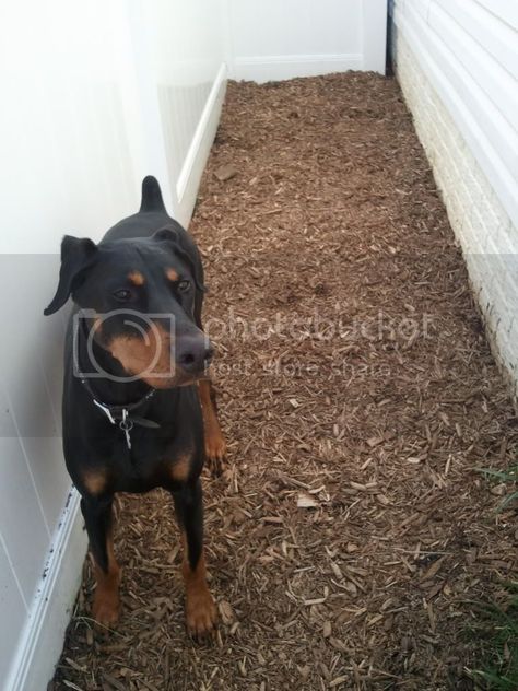 Creating a potty area for your dog is easy, convenient and your lawn and shoes will thank you for it!  The nice weather makes this the perfect time of year to get this small project out of the way.  So roll up your sleeves and say NO MORE to yellow lawns and poopy shoes.  Here … Small Garden For Dogs, Small Dog Potty Area Outside, Outdoor Dog Pee Area, Small Yard Dog Area, Outdoor Potty Area For Dogs, Small Dog Yard Ideas, Dog Poop Area Backyard, Dog Toilet Area Garden, Dog Pee Area Outside