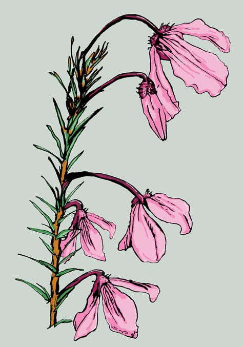 Pink drooping flowers, illustration. Pretty cottage chic style. Drooping Flowers Drawing, Drooping Flowers, Drooping Flower Tattoo, Pink And Green Flower Tattoo, Flower Drawing Pink Background, Pink And Green Illustration, Pink Flower Illustration, Pink Lily Illustration, Pretty Cottage