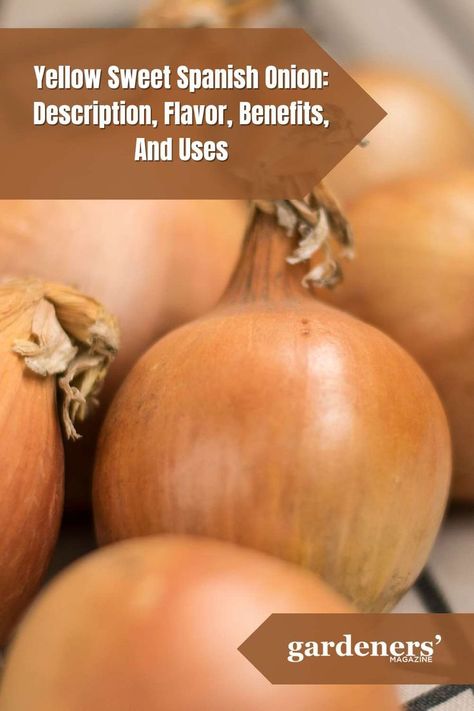 Yellow Sweet Spanish Onion: Description, Flavor, Benefits, And Uses Sweet Onions, Spanish Onion, Garden Guide, Planting Vegetables, Sweet Onion, The Sweet, Onions, Health Benefits, Benefits