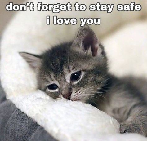 You Love Me Memes, I Sleep Now You Sleep Soon Pls Duck, Cat Memes Love, Excited Cat, Silly Cats Pictures, Cute Cats Photos, Funny Reaction Pictures, Cute Memes