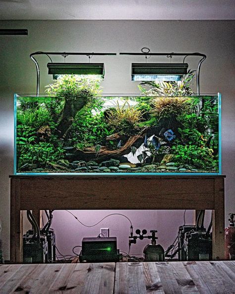 Large collection of photos with cool aquariums. Subscribe to this collection and you will not lose these photos 🐟🐠🐡 Dragonstone Aquascape, Long Aquascape, Shallow Aquascape, Aquascape Aquarium Ideas, Aquarium Scaping, Aqua Scape, Aquarium Aesthetic, Large Fish Tanks, Biotope Aquarium