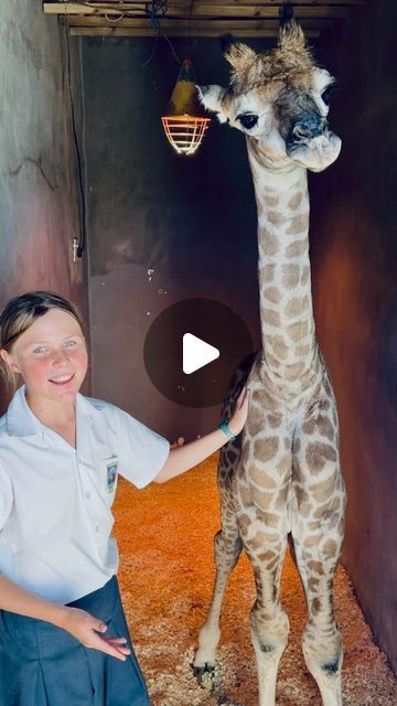 Brooke Carter 🐝 on Instagram: "Layla the baby giraffe - so cute - did you know a baby giraffe can stand up and walk within an hour of being born - WOW! 🙌🏻🤩🦒 
•
•
•
#giraffe #babyanimals #cutebaby #fyp #savetheplanet #livingmybestlife #video #reelsinstagram #instagood #cute #brookecarterofficial #wow" Funny Giraffe Pictures, Giraffe Pictures, Funny Giraffe, Cute Giraffe, February 10, Baby Giraffe, Giraffes, Save The Planet, Baby Animals