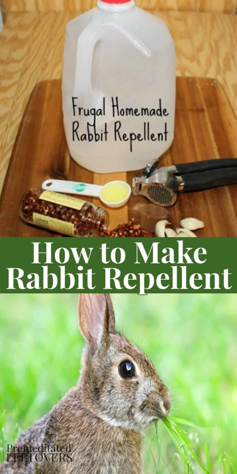 Rabbit Deterrent, Rabbit Repellent, Repellent Diy, Garden Pest Control, Garden Pests, Veggie Garden, Lawn And Garden, Pest Control, My Garden