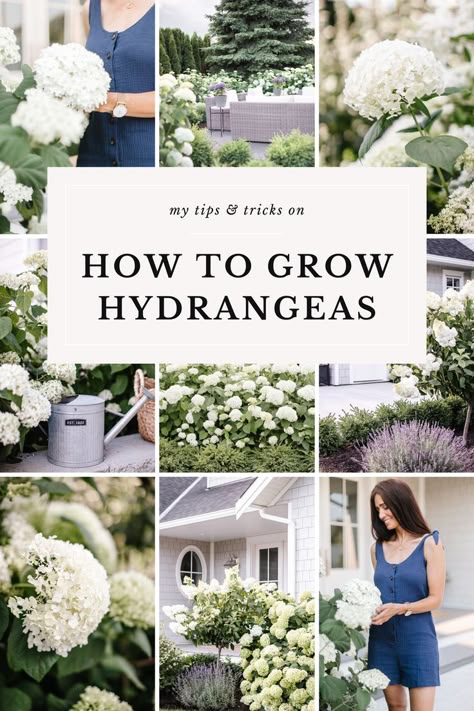 My Tips & Tricks on How to Grow Hydrangeas Boxwoods And Hostas, Hydrangeas On Side Of House, Hydrangea Care How To Grow, Best Time To Plant Hydrangeas, Smooth Hydrangea Landscaping, How To Get Hydrangeas To Bloom, Plant Hydrangeas In Ground, How To Plant Hydrangeas, Front Of House Hydrangeas