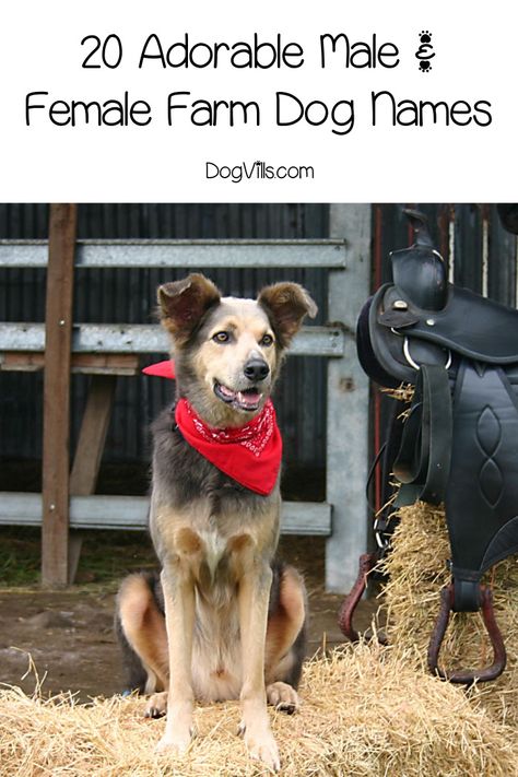 Looking for some adorable farm dog names for both male and female pups? You have to check out these hilarious and cute monikers that are inspired by famous animals! Female Dog Names Country, Farm Dog Names, Country Dog Names, Pet Names For Dogs, Best Farm Dogs, Adoption Tips, Future Farmhouse, Boy Dog Names, Diver Art