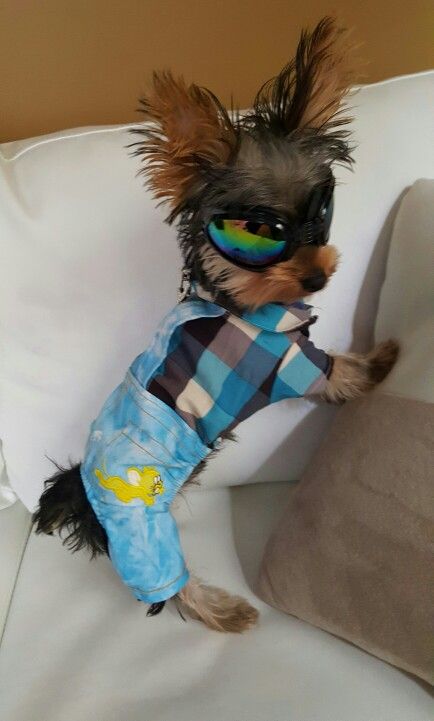 Lol lol love it Dog Costume Ideas, Yorkshire Terrier Funny, Teddy Bear Puppies, Teacup Yorkie Puppy, Yorkie Terrier, Very Cute Dogs, Really Cute Dogs, Yorkie Dogs, Yorkshire Terrier Puppies