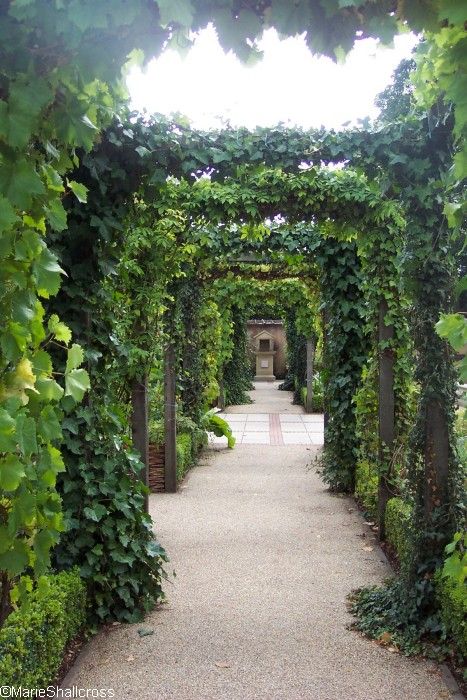 Ancient Greek Garden, Italian Garden Design, Greek Garden, Roman Garden, Gardening Inspiration, Mediterranean Plants, Rustic Italian, Gardening Techniques, Italian Landscape