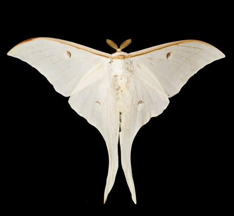 Important Stages in the Life Cycle of a Silkworm Silk Moth Wings, Ghostly Silk Moth, Silk Moth Tattoo, Moth Jacket, Silkworm Life Cycle, Moth Metamorphosis, Moth Life Cycle, Silkworm Moth, Types Of Moths