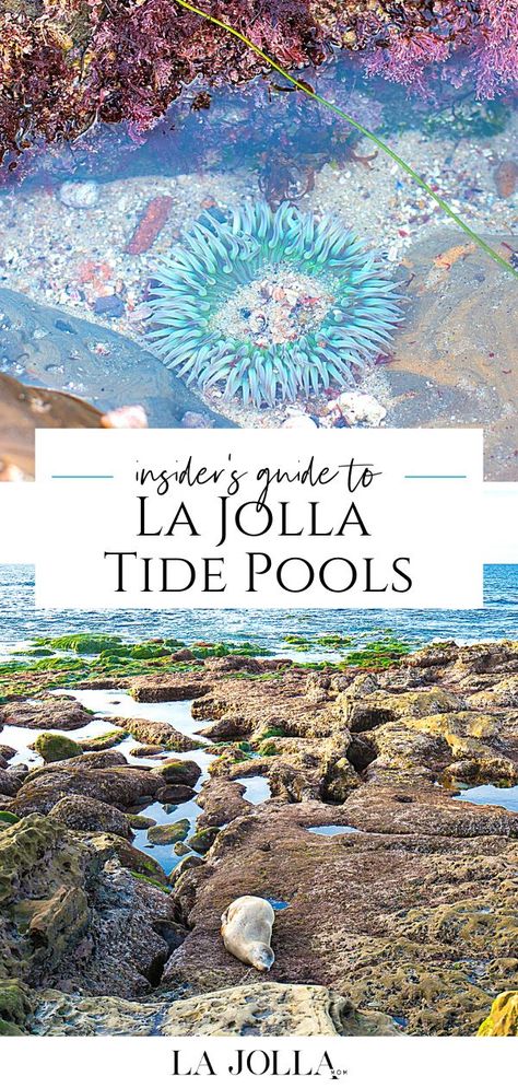 We're regular visitors to the La Jolla tide pools. I share everything to know from directions to visible sea life with tips from a Birch Aquarium expert. Check it out here at La Jolla Mom San Diego Aquarium, San Diego Tide Pools, Birch Aquarium San Diego, Packed Bags, Bestie Trip, San Diego Activities, Birch Aquarium, Luxury Family Travel, La Jolla San Diego