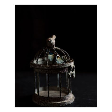 dark home decor, birdcage photograph, black decor, gothic art print,... (135 PLN) ❤ liked on Polyvore featuring home, home decor, wall art, birdcage wall art, photo wall art, bird cage home decor, black wall art and black home decor Dark Objects, Dark Still Life, Large Art Diy, Famous Pop Art, Whimsical Art Prints, Spring Flower Art, Bug Art, Dark Home Decor, Art Paintings For Sale