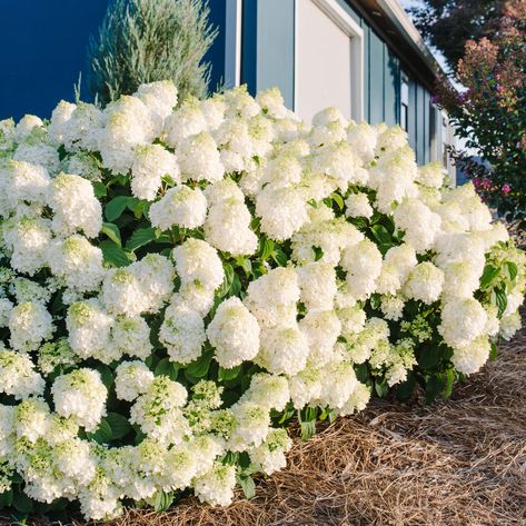 With compact habit and fantastic heat tolerance, Little Hottie® is a versatile panicle hydrangea that has full flower heads that open green and turn sparkling white. Little Hottie® is covered in large blooms held up on strong stems. As evening temperatures drop in the fall, blooms turn antique shades of white and pink. Magnolia Tree Landscaping, Hydrangea Shade, Nursery Needs, Hardy Hydrangea, Big White Flowers, Hydrangea Landscaping, Hydrangea Shrub, Smooth Hydrangea, Endless Summer Hydrangea