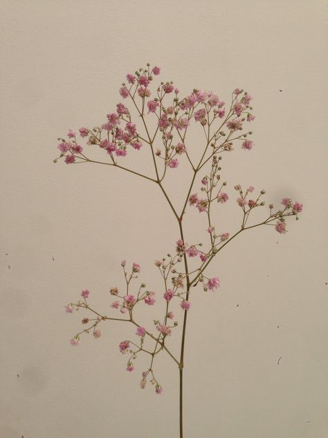 Baby's Breath Drawing, Pink Gypsophila, 수채화 그림, Arte Sketchbook, Baby's Breath, Botanical Drawings, Flower Art Painting, Sleeve Tattoo, Botanical Illustration