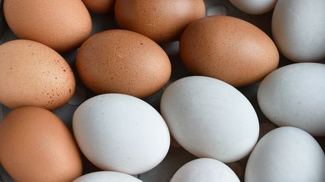 Duck Eggs vs. Chicken Eggs: Nutrition, Benefits, and More Egg Nutrition, Low Calorie Protein, Types Of Eggs, Egg Protein, Duck Eggs, Guinea Fowl, Eating Eggs, Egg Diet, Egg Dish