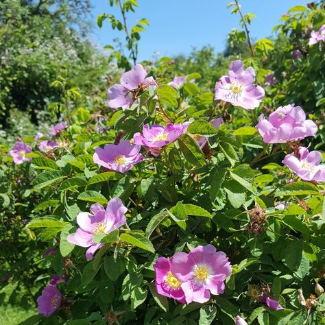 Of Wild Rose Petal Jelly & Scottish Scones - NittyGrittyLife Scottish Scones, Nootka Rose, Rose Pics, Rose Reference, Rose Flavored, Nature Journal, Wild Rose, Medicinal Herbs, Wild Roses