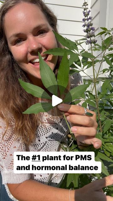 April Punsalan on Instagram: "I hope that one day OB/GYN doctors can prescribe Vitex agnus-castus (Chaste tree) for hormonal balance in America. 

So many women could benefit from this tree’s medicine. 

You can get it from a health food store as a supplement or a tincture, but it would be rare for a doctor to prescribe it to you. 

So, here in America. we have to learn about natural remedies on our own. 
You have to learn how to prepare your own medicine because a tincture that you make is 10 times stronger than any tincture you can buy from the store. 

I am covering Vitex and how to prepare a really strong medicine this month in our wild herb membership. 

Check out our membership and our upcoming Medical Botany course. Go to wildherbacademy.com or 
Link in profile 

#forage #naturalrem Vitex Agnus Castus, Agnus Castus, Chaste Tree, Hormonal Balance, Health Food Store, Natural Herbs, Hormone Balancing, A Doctor, Food Store