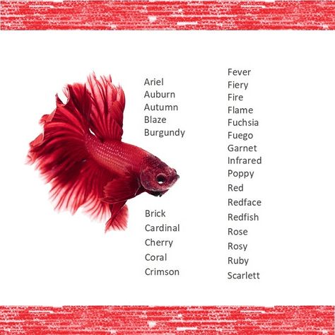 Red Fish Names Beta Fish Names, Ocean Baby Names, Cool Pet Names, Fish Names, Cute Pet Names, Pretty Fish, Pink Fish, Beta Fish, Girl In Water