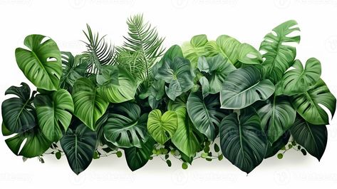 Green leaves of tropical plants bush floral arrangement indoors garden nature backdrop isolated on white background, ai generative Tropical Bushes Plants, Indoors Garden, Png Plants, गणपती बाप्पा, Plants Vector, Tree Photoshop, Photoshop Png, Bush Plant, Mural 3d