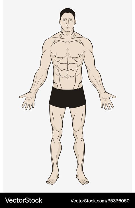 Full Body Sketch Male, Anatomy Drawing Male, Anatomy Easy, Human Anatomy Poster, Simple Anatomy, Anatomy Videos, Side View Drawing, View Drawing, Drawing Male