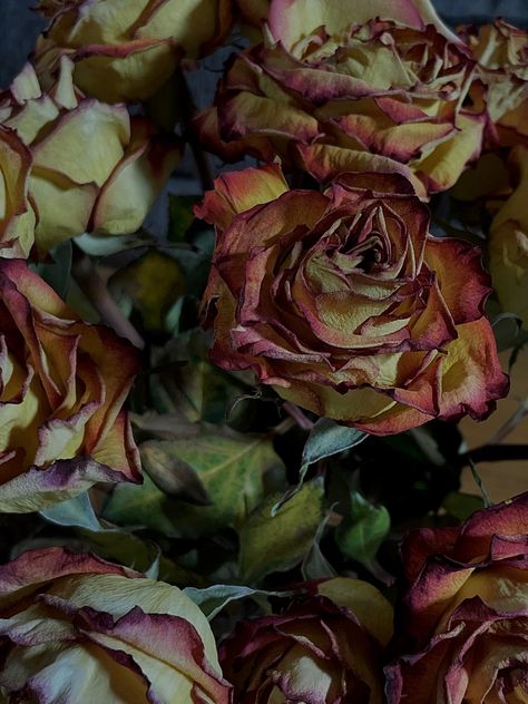 Rotten Rose Aesthetic, Rotten Flowers Aesthetic, Cochineal Color Aesthetic, Withering Aesthetic, Cochineal Aesthetic, Orange Rose Aesthetic, Dried Rose Aesthetic, Withered Rose Aesthetic, Dead Roses Aesthetic