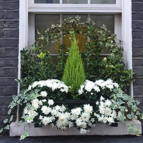 Gorgeous ivy, mums, and min. cypress, greenery in a window box in London. Grey painted brick and white trim. Christmas Decorating Hacks, White Mums, French Country Christmas, Window Box Flowers, Twinkly Lights, Christmas Decor Inspiration, Simple Christmas Decor, White Christmas Decor, Hello Lovely