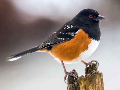 Similar Species to Dark-eyed Junco, All About Birds, Cornell Lab of Ornithology Eastern Towhee, American Robin, North America, Lab, Birds