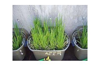 How to Grow Rice Indoors | eHow Growing Rice, Hydroponics Gardening, Backyard Aquaponics, Rice Plant, Aquaponics Diy, Hydroponic Farming, Hydroponics Diy, Gardening Design, Hydroponic Growing